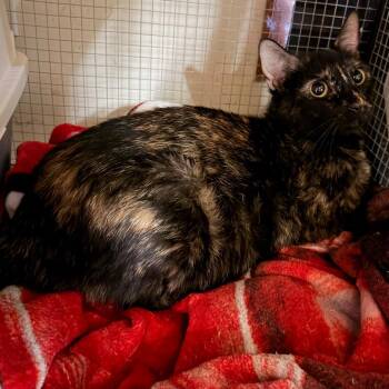 Domestic Short Hair Cats Available for Adoption in Santa Susana, California - Tori | PetCurious