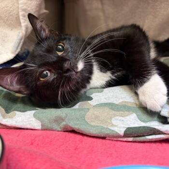 Gabby Goggles -  Domestic Short Hair Cat for Adoption in York, Pennsylvania - Gabby Goggles | PetCurious
