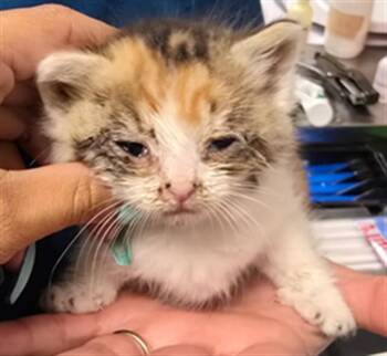 SHERBET -  Domestic Short Hair Cat for Adoption in Riverside, California - SHERBET | PetCurious
