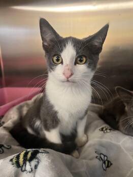 Wyrick -  Domestic Short Hair Cat for Adoption in Colonial Heights, Virginia - Wyrick | PetCurious