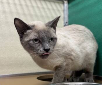 Rescue Domestic Short Hair Cats for Adoption - Kay OF48 | PetCurious