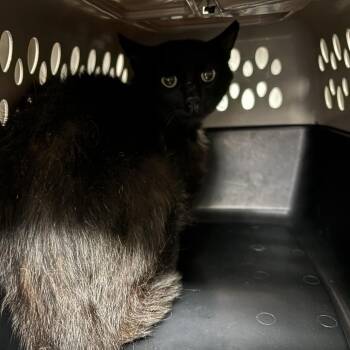 Gigi -  Domestic Long Hair Cat for Adoption in Davenport, Iowa - Gigi | PetCurious