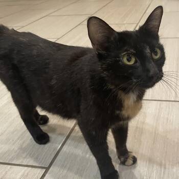 Queen Zena -  Tortoiseshell Cat for Adoption in Bentonville, Arkansas - Queen Zena | PetCurious