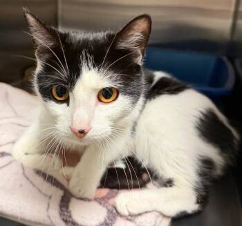 Domestic Short Hair Cats Available for Adoption in Ocala, Florida - Hemi (Petsmart) | PetCurious