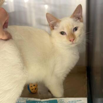 Rescue Domestic Short Hair Cats for Adoption in Spring Hill, Kansas - Micah | PetCurious