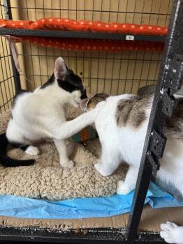 Leo -  Domestic Short Hair Cat for Adoption in Cincinnati, Ohio - Leo | PetCurious