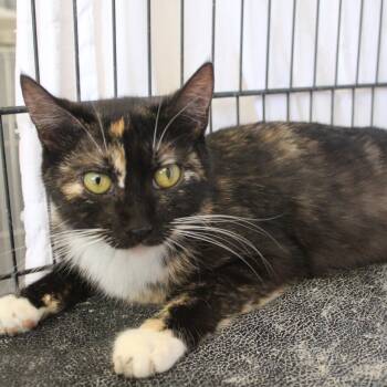 Domestic Short Hair Cats Available for Adoption in Yucca Valley, California - Molly [Spicy Kitty] | PetCurious