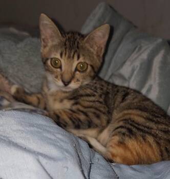 Rescue Domestic Short Hair Cats for Adoption in Mililani, Hawaii - Trinity | PetCurious