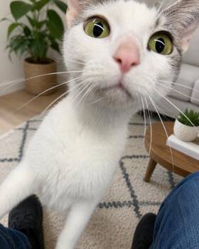 Tao -  Domestic Short Hair Cat for Adoption in Elwood, Illinois - Tao | PetCurious