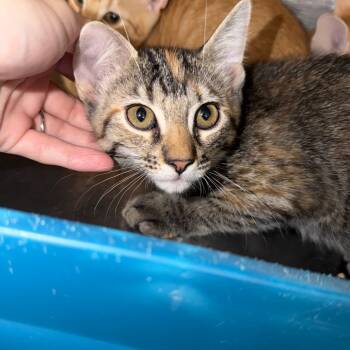 Rescue Domestic Short Hair Cats for Adoption in Port Charlotte, Florida - Wilma | PetCurious