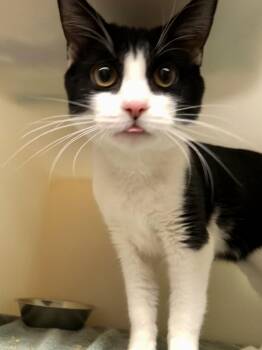 Domestic Short Hair Cats Available for Adoption - Chip Skylark | PetCurious