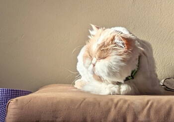 Rescue Persian Cats for Adoption in St. Peters, Missouri - Marley | PetCurious