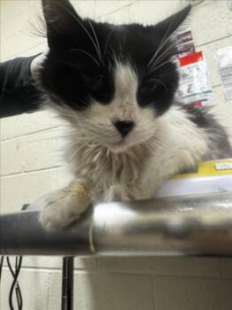 Rescue Domestic Long Hair Cats for Adoption in Santa Fe, New Mexico - A173228 | PetCurious