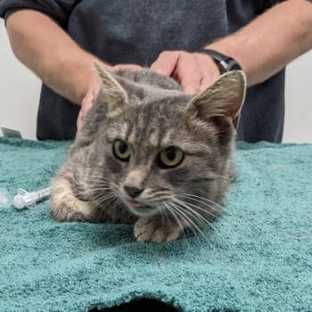 Rescue Domestic Short Hair Cats for Adoption in Cleveland, Ohio - Dragon Roll | PetCurious