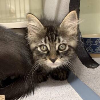 Marie -  Domestic Medium Hair Cat for Adoption in Colorado Springs, Colorado - Marie | PetCurious