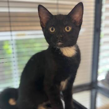 Nautica -  Domestic Short Hair Cat for Adoption in Chesapeake, Virginia - Nautica | PetCurious