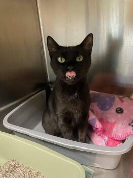 Velvet -  Domestic Short Hair Cat for Adoption in Warwick, Rhode Island - Velvet | PetCurious