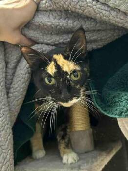 Rescue Domestic Short Hair Cats for Adoption in Munster, Indiana - Calypso | PetCurious