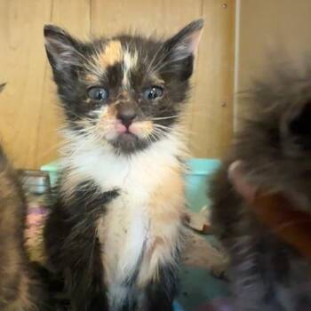Dolly Parton -  Domestic Short Hair Cat for Adoption in Enterprise, Alabama - Dolly Parton | PetCurious