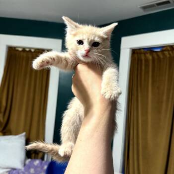 Ginger Snap -  Domestic Short Hair Cat for Adoption in Granville, Ohio - Ginger Snap | PetCurious