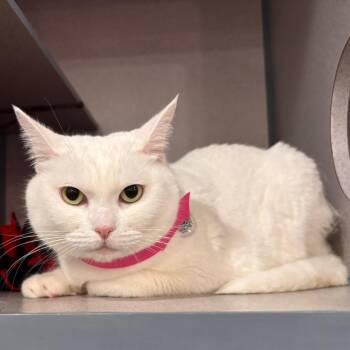 Bindi -  Domestic Short Hair Cat for Adoption in Long Beach, California - Bindi | PetCurious