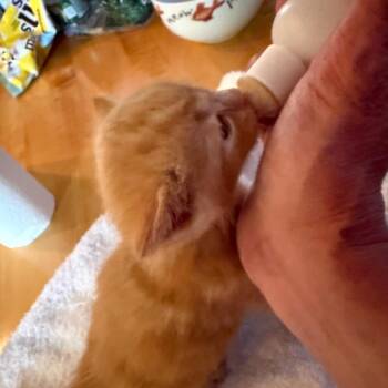 Louis Vuitton (Suitcase JD Kitten 1) -  Domestic Short Hair Cat for Adoption in Westport, Connecticut - Louis Vuitton (Suitcase JD Kitten 1) | PetCurious