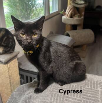 Cypress -  American Shorthair Cat for Adoption in Massillon, Ohio - Cypress | PetCurious