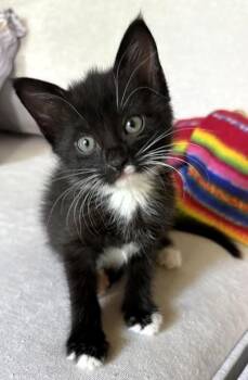 Kittiwake -  Domestic Short Hair Cat for Adoption in Kansas City, Missouri - Kittiwake | PetCurious