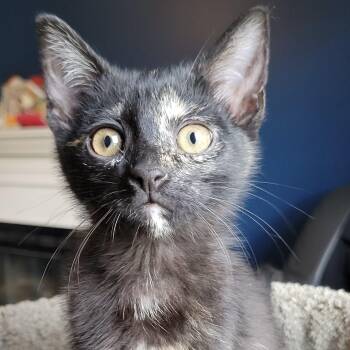 Lulu -  Tortoiseshell and Domestic Short Hair Cat Available for Adoption in Sanford, North Carolina - Lulu | PetCurious