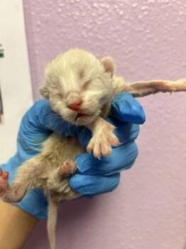 Domestic Short Hair Cats Available for Adoption in El Paso, Texas - 60865710 | PetCurious