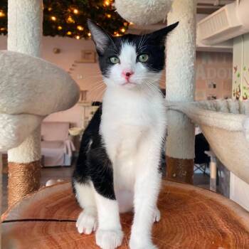 Reed (Male Kitten) -  Domestic Short Hair Cat for Adoption in Los Altos, California - Reed (Male Kitten) | PetCurious