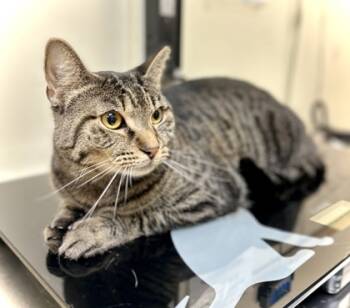 Rescue Domestic Short Hair Cats for Adoption in West Chester, Pennsylvania - Karly | PetCurious