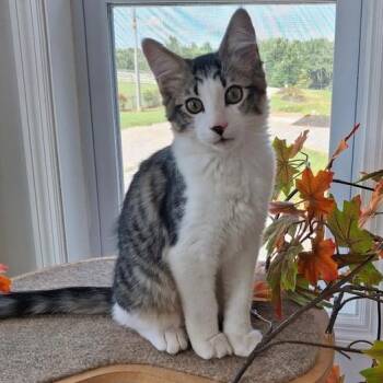 Rise -  Domestic Medium Hair Cat for Adoption in Sweetwater, Tennessee - Rise | PetCurious
