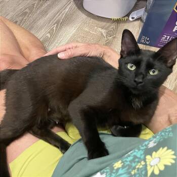 A1047173 Mia -  Domestic Short Hair Cat for Adoption in Pleasant Hill, California - A1047173 Mia | PetCurious