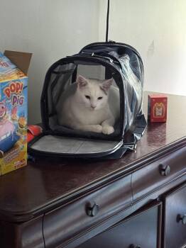 Domestic Short Hair Cats Available for Adoption - SeeBee | PetCurious