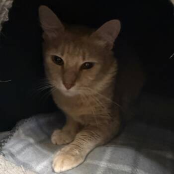 Buli - City of Industry Location -  Domestic Short Hair Cat for Adoption in Chino Hills, California - Buli - City Of Industry Location | PetCurious