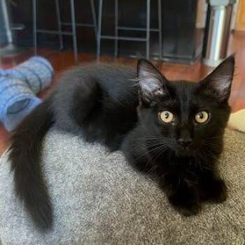 Phoebe -  Domestic Medium Hair Cat for Adoption in Sacramento, California - Phoebe | PetCurious