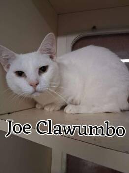 Joe Clawumbo -  Munchkin and Mixed Breed Cat for Adoption in Hillsboro, Ohio - Joe Clawumbo | PetCurious