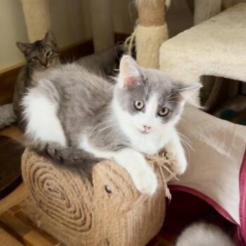 Racey -  Domestic Medium Hair Cat for Adoption in Toms Brook, Virginia - Racey | PetCurious