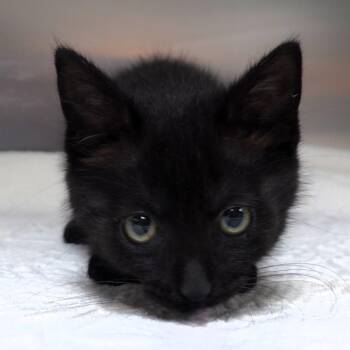 Forrest -  Domestic Short Hair Cat for Adoption in Michigan City, Indiana - Forrest | PetCurious