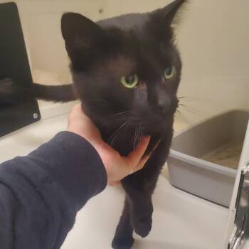 Krabby Patty With No Pickles -  Domestic Short Hair Cat for Adoption - Krabby Patty With No Pickles | PetCurious