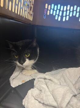 Domestic Short Hair Cats Available for Adoption - Beatrice | PetCurious