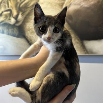 Halloumi -  Domestic Short Hair Cat for Adoption in San Gabriel, California - Halloumi | PetCurious