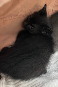 Rescue Domestic Short Hair Cats for Adoption in Cumming, Georgia - Lou Lou Who 1478-25 | PetCurious