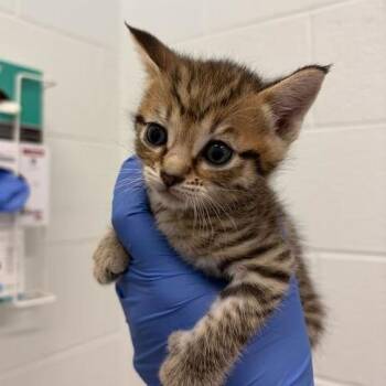 Bella -  Domestic Short Hair Cat Available for Adoption in Marshall, Virginia - Bella | PetCurious