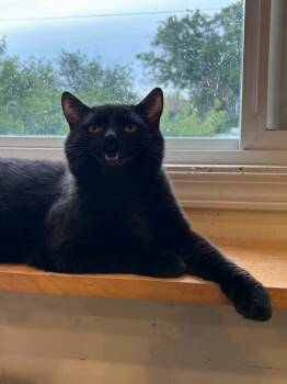 Earthquake -  Domestic Short Hair Cat for Adoption in Calgary, Alberta - Earthquake | PetCurious