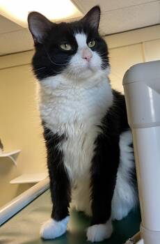Ticket -  Domestic Long Hair and Tuxedo Cat for Adoption in Fargo, North Dakota - Ticket | PetCurious