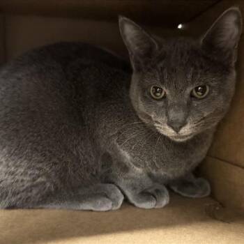 Bubbles -  Domestic Short Hair Cat for Adoption in Brentwood, Missouri - Bubbles | PetCurious
