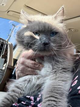 Ragdoll Cats Available for Adoption in West Palm Beach, Florida - Happy | PetCurious
