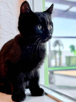 Rescue Domestic Short Hair Cats for Adoption in St. George, Utah - Jack | PetCurious